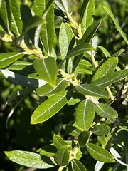 Salix humilis