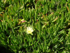 Carpobrotus edulis edulis