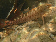 Etheostoma caeruleum