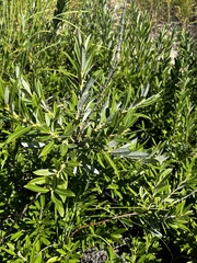 Salix humilis