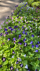 Torenia fournieri