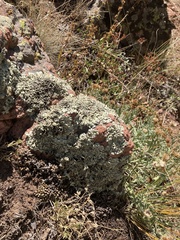 Flavopunctelia soredica