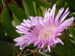 Carpobrotus mellei