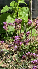 Verbena bonariensis