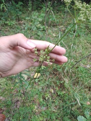 Kadenia dubia