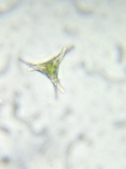 Staurastrum anatinum