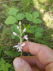 Galearis rotundifolia