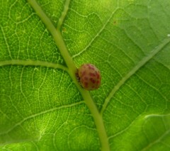 Neuroterus anthracinus