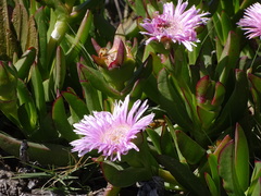 Carpobrotus mellei