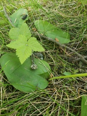 Galearis rotundifolia