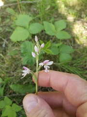 Galearis rotundifolia