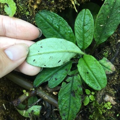 Trigonotis formosana