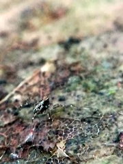 Megabunus diadema