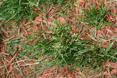 Poa annua
