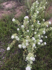 Dimorphocarpa wislizeni