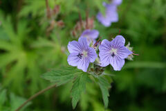 Geranium erianthum
