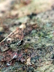 Megabunus diadema