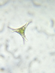 Staurastrum anatinum