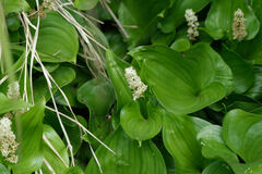 Maianthemum dilatatum