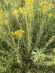 Chrysothamnus viscidiflorus