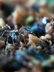 Megabunus diadema