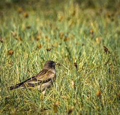 Leucosticte brandti