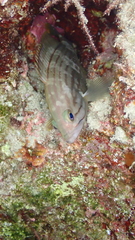 Epinephelus costae