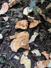 Laetiporus sulphureus
