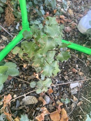 Quercus berberidifolia