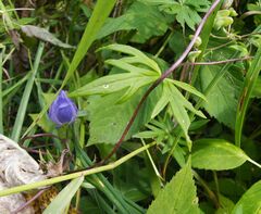 Aconitum volubile
