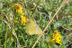 Colias phicomone