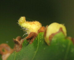Caryomyia inclinata