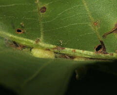 Caryomyia inclinata