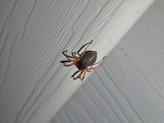 Trachelas tranquillus