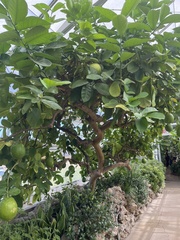 Citrus × pyriformis