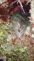 Epinephelus costae
