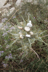 Xeropicta derbentina
