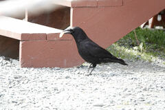 Corvus brachyrhynchos caurinus