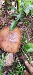 Validae