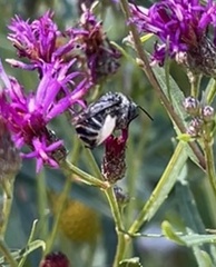 Melissodes denticulatus