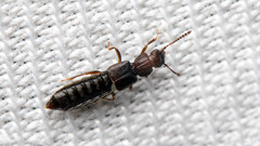Staphylinidae