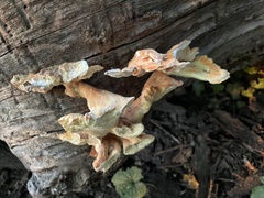 Laetiporus sulphureus