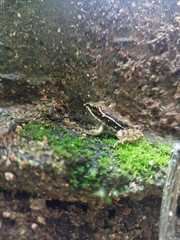 Lithobates pustulosus