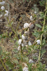 Xeropicta derbentina