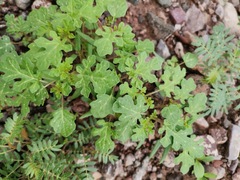 Solanum citrullifolium