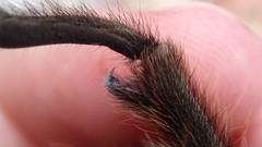 Aphonopelma eutylenum