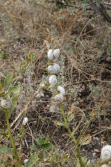 Xeropicta derbentina