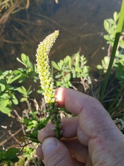 Triglochin maritima