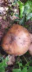 Validae