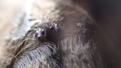 Aphonopelma eutylenum